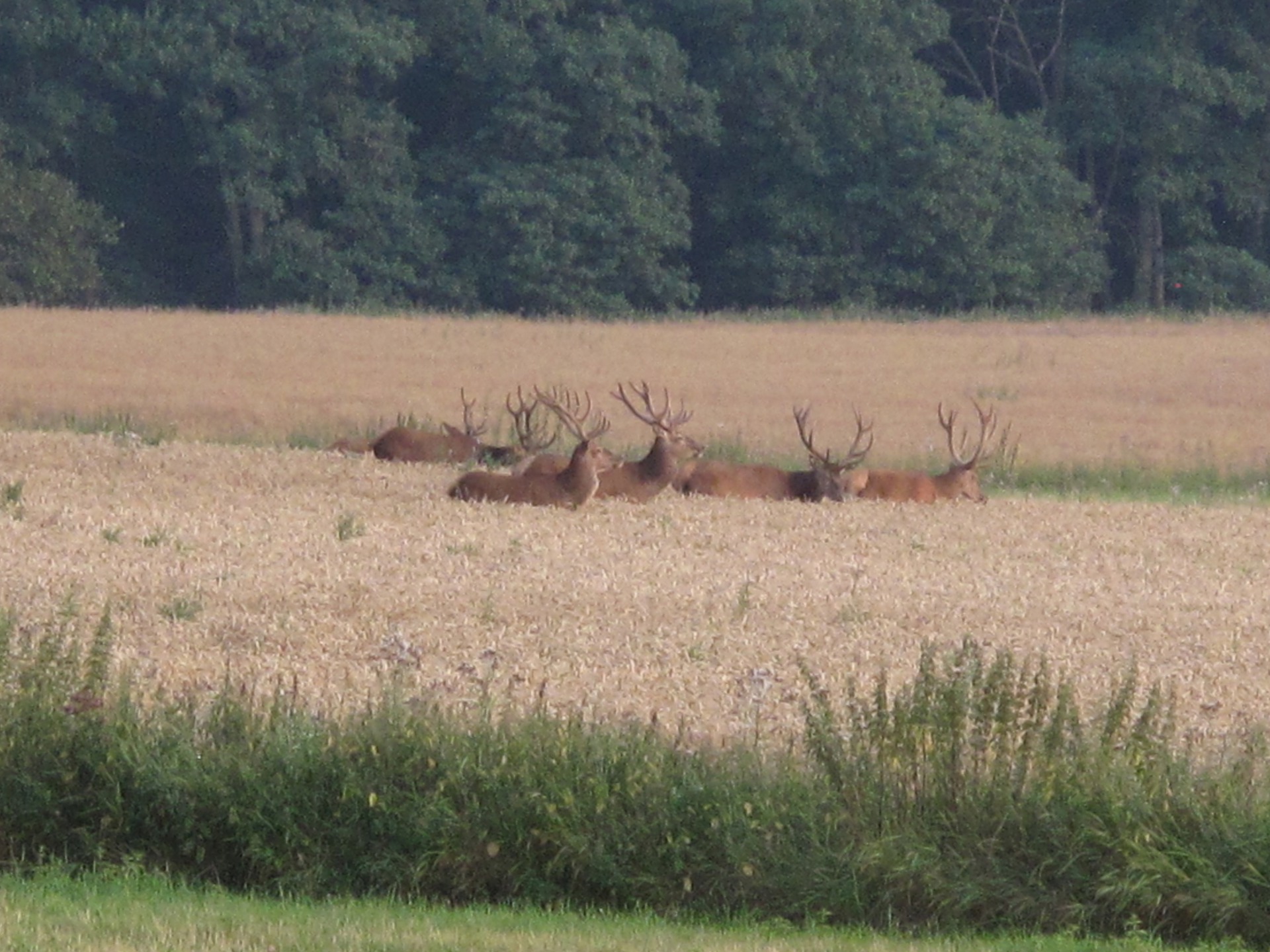  - Tvedsagervej 7, Harløse